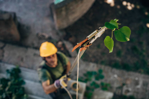 Ronan, MT Tree Removal Company