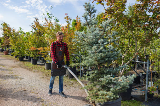 How Our Tree Care Process Works  in  Ronan, MT